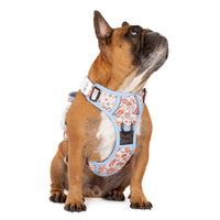 THE ALL-ROUNDER DOG HARNESS: Rodeo King