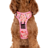 THE ALL-ROUNDER DOG HARNESS: Rodeo Queen