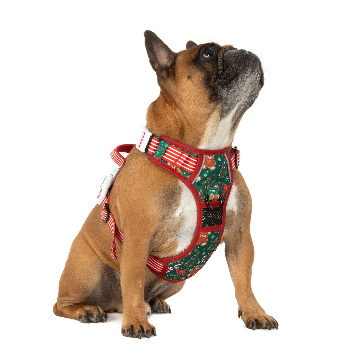 THE ALL-ROUNDER DOG HARNESS: A Beary Merry Christmas