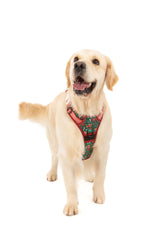 THE ALL-ROUNDER DOG HARNESS: A Beary Merry Christmas
