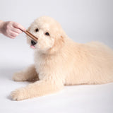 DOG TREATS | Bell & Bone: Puppy Dental Stick - Salmon & Carrot