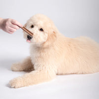 DOG TREATS | Bell & Bone: Puppy Dental Stick - Salmon & Carrot