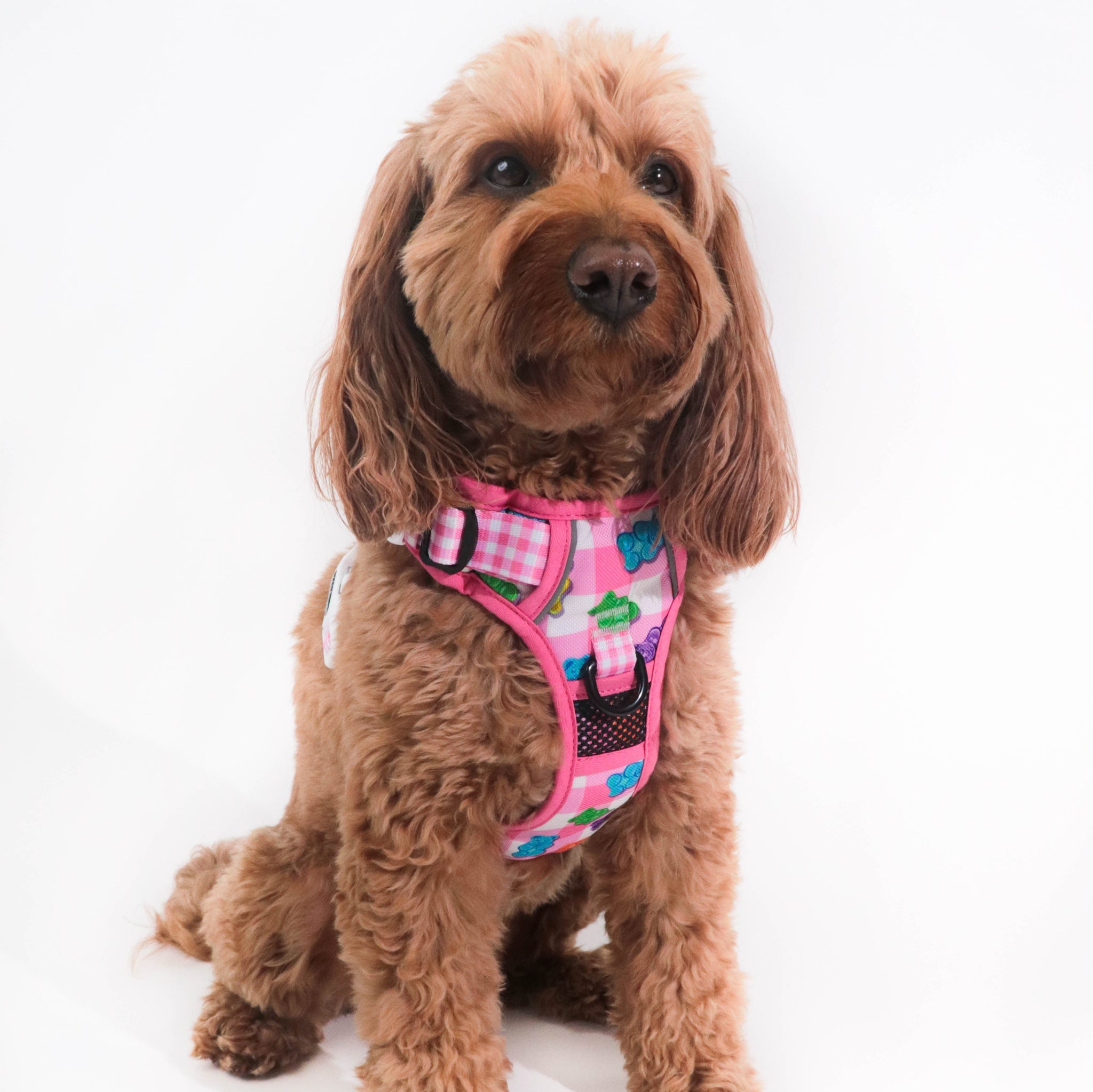 THE ALL-ROUNDER DOG HARNESS: Beary Sweet