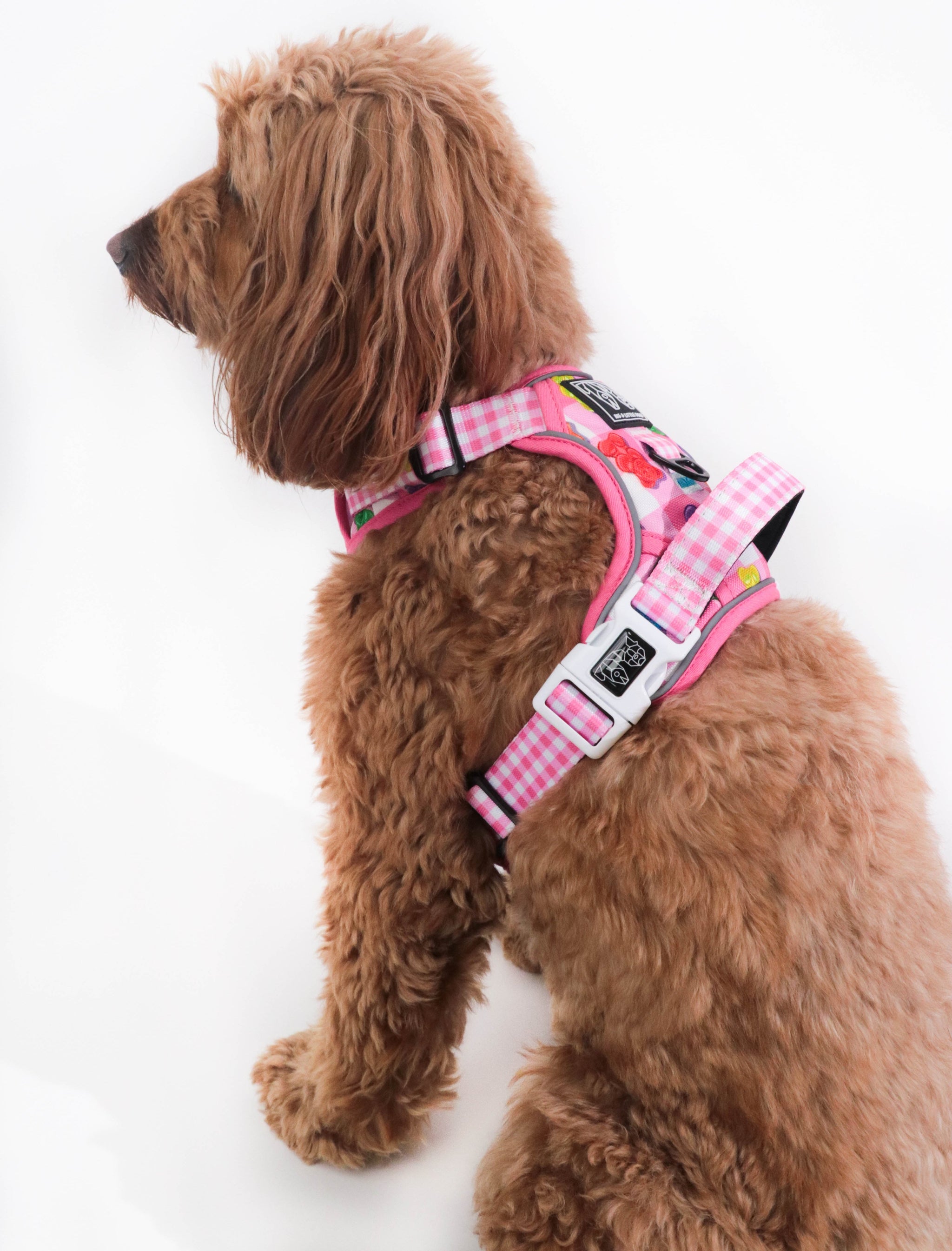 THE ALL-ROUNDER DOG HARNESS: Beary Sweet