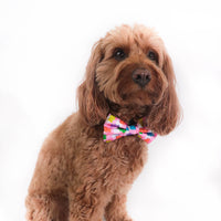 DOG COLLAR (+ BOW TIE option): Beary Sweet