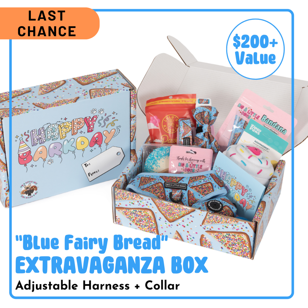 BIRTHDAY EXTRAVAGANZA BOX: "Blue Fairy Bread" Harness & Collar