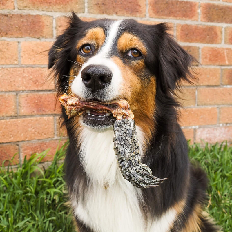 DOG TREATS | Rover Pet Products: Croc&