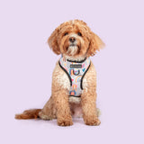 Adjustable Dog Harness Chasing Rainbows