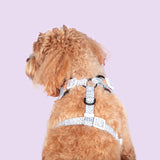 Adjustable Dog Harness Chasing Rainbows