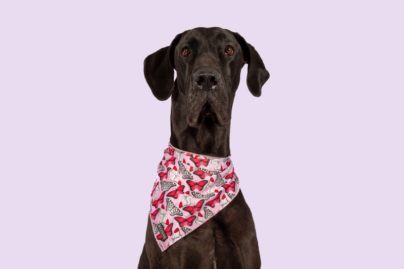 Dog Cooling Bandana Pretty Lil Butterfly Wings Pink White Red