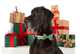 DOG COLLAR (+ BOW TIE option): A Beary Merry Christmas