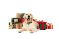 DOG COLLAR (+ BOW TIE option): A Beary Merry Christmas