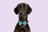 Dog Collar and Bow Tie Be Happy Smiley Faces Colourful