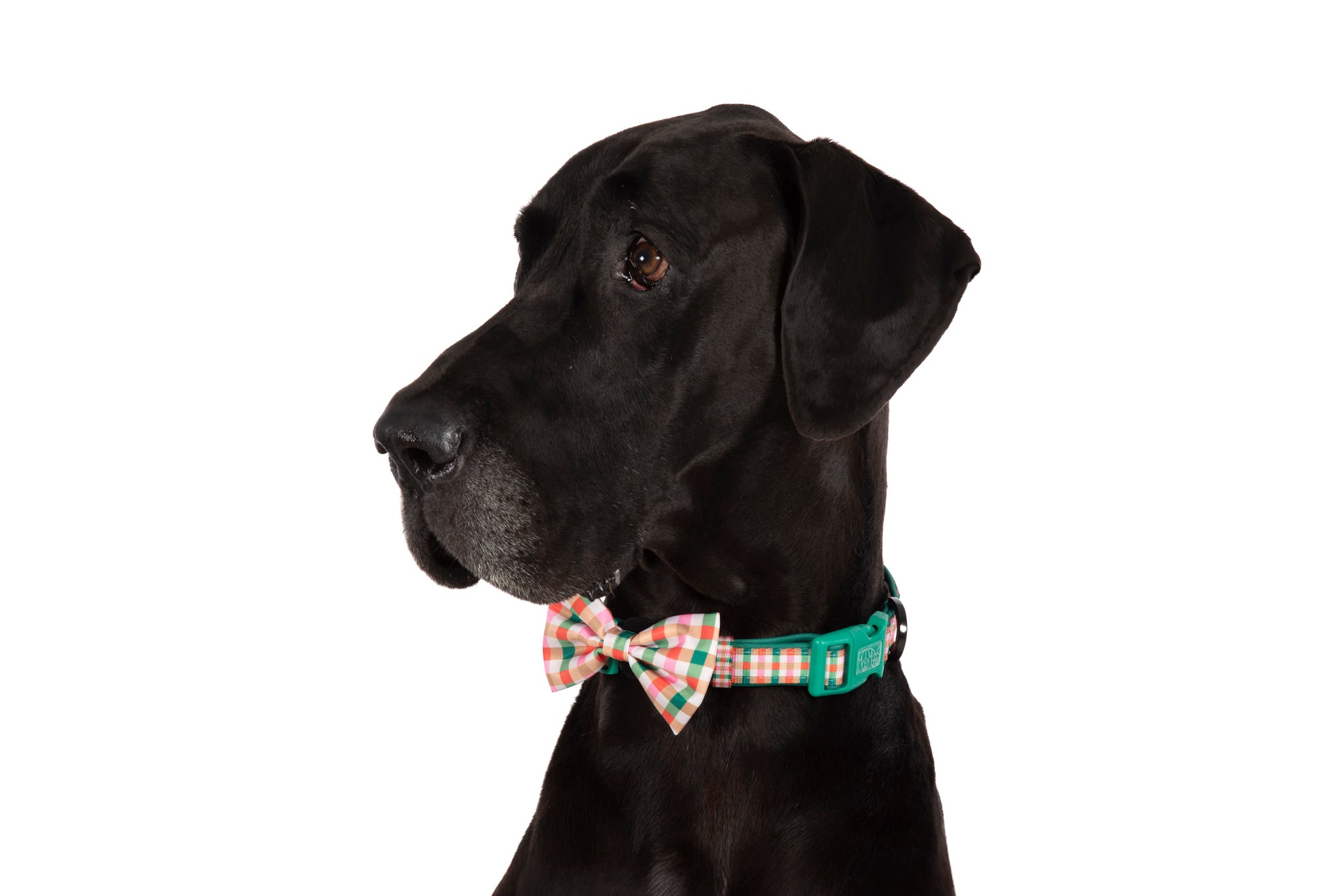 DOG COLLAR (+ BOW TIE option): Candy Lane Plaid
