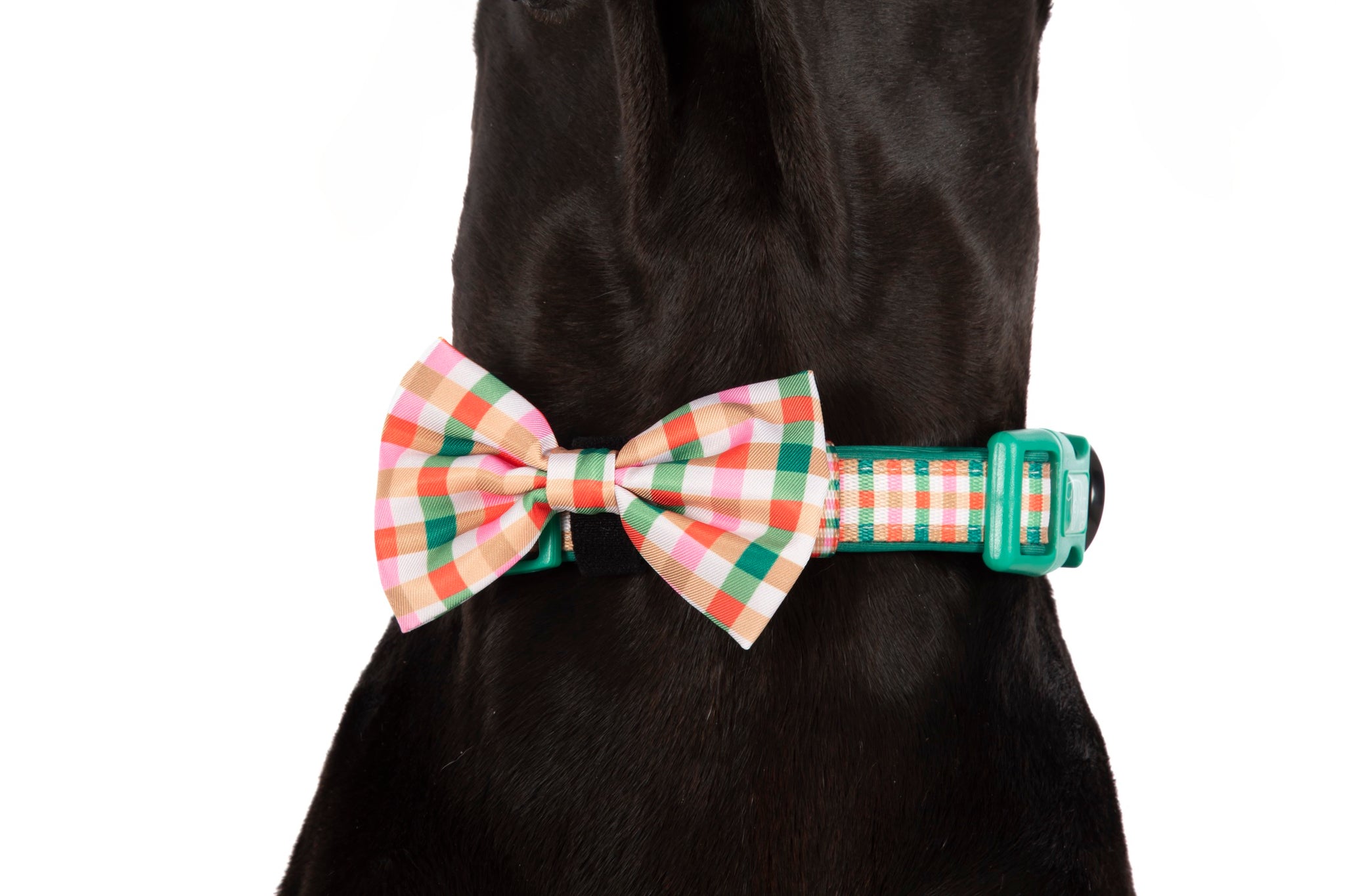 DOG COLLAR (+ BOW TIE option): Candy Lane Plaid