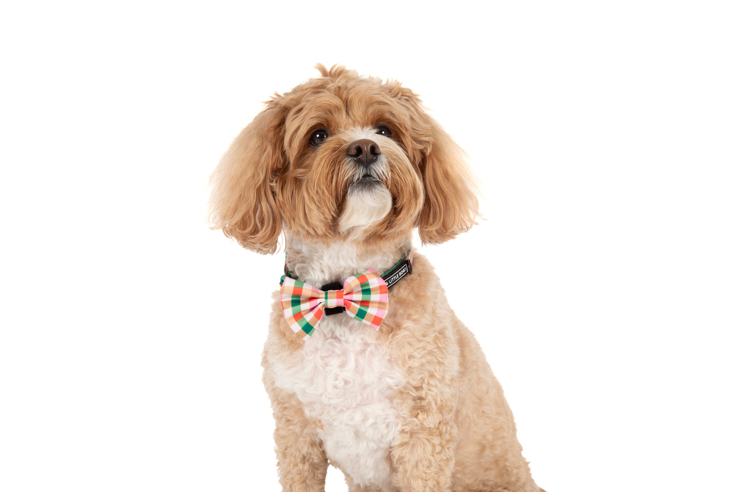 DOG COLLAR (+ BOW TIE option): Candy Lane Plaid {FINAL SALE}