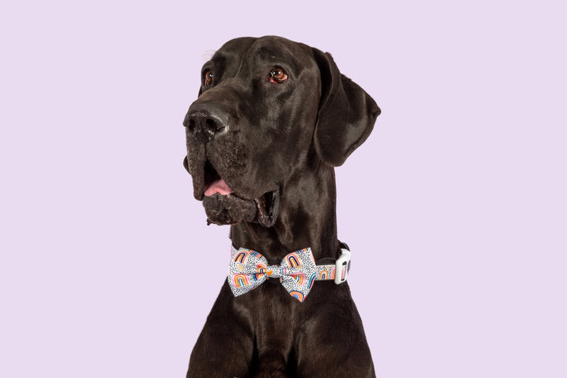 Dog Collar and Bow Tie Chasing Rainbows Boho