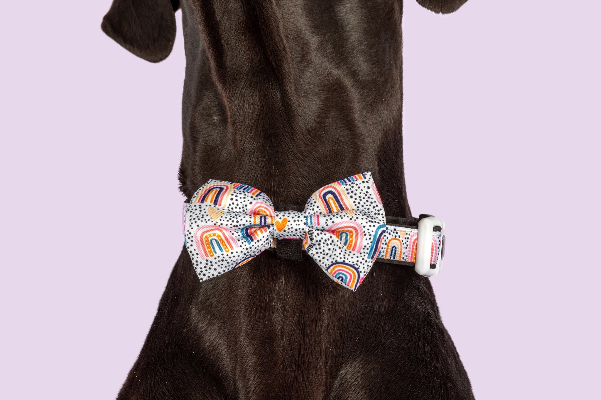 Dog Collar and Bow Tie Chasing Rainbows Boho