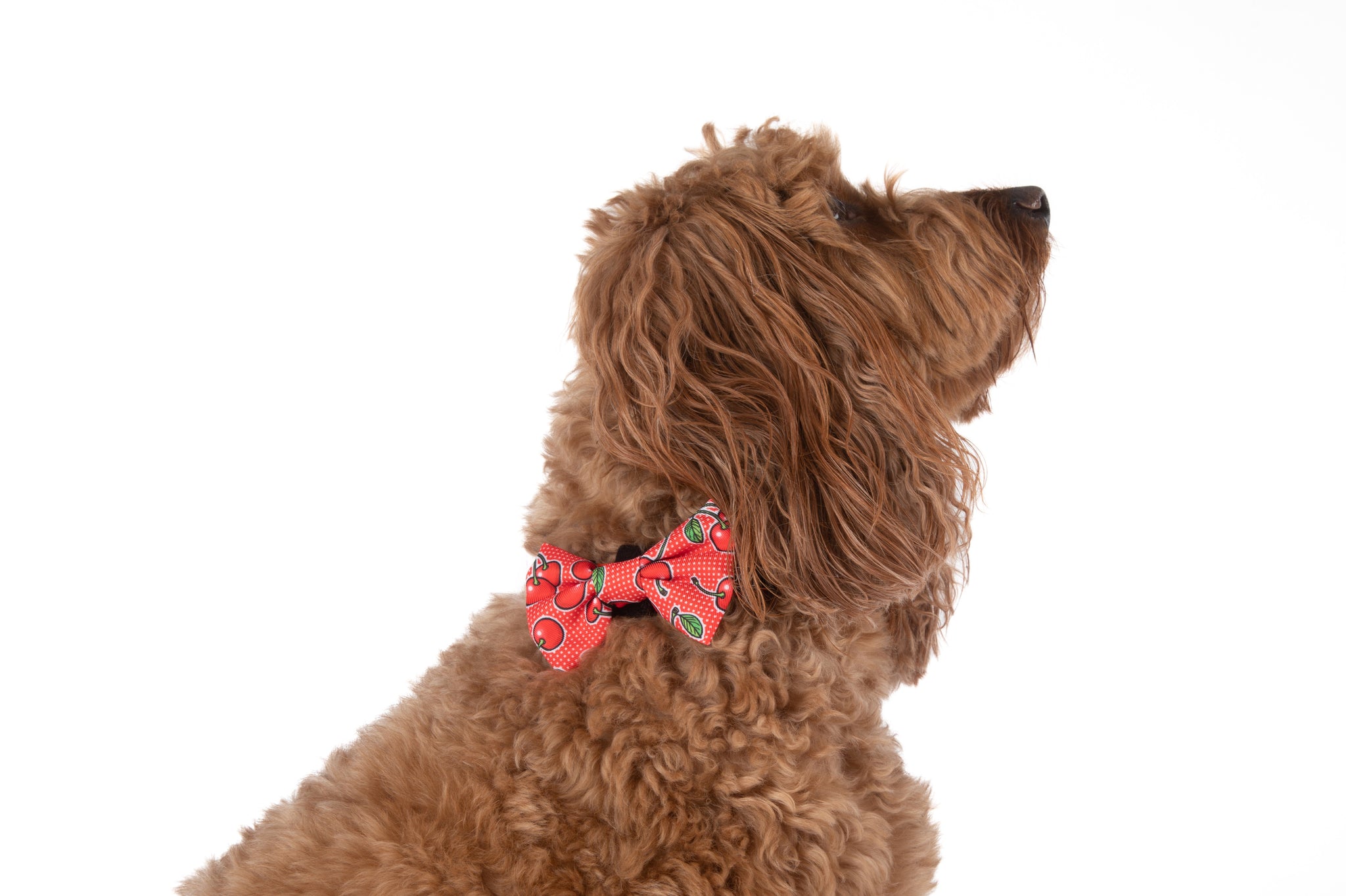 DOG COLLAR (+ BOW TIE option): Cherrylicious