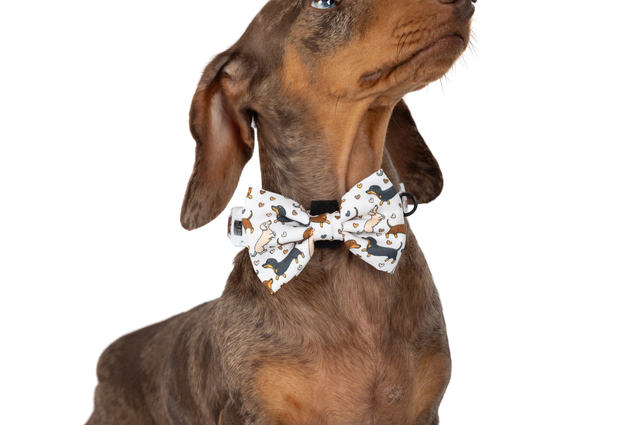 DOG COLLAR (+ BOW TIE option): Dashie Lovers