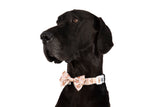DOG COLLAR (+ BOW TIE option): Dashing Through The Stars