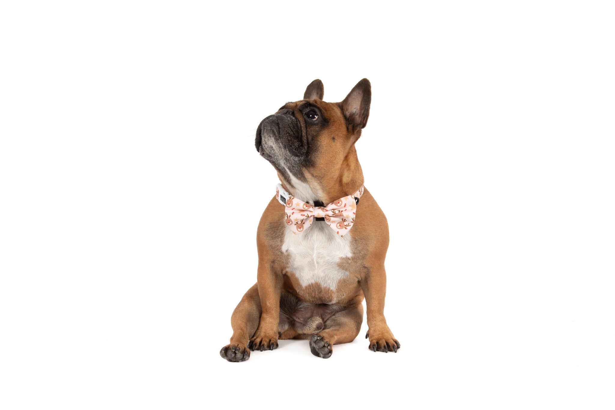 DOG COLLAR (+ BOW TIE option): Dashing Through The Stars