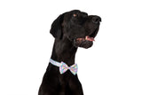 DOG COLLAR (+ BOW TIE option): Gelato