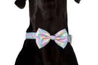 DOG COLLAR (+ BOW TIE option): Gelato