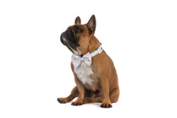 DOG COLLAR (+ BOW TIE option): Gelato