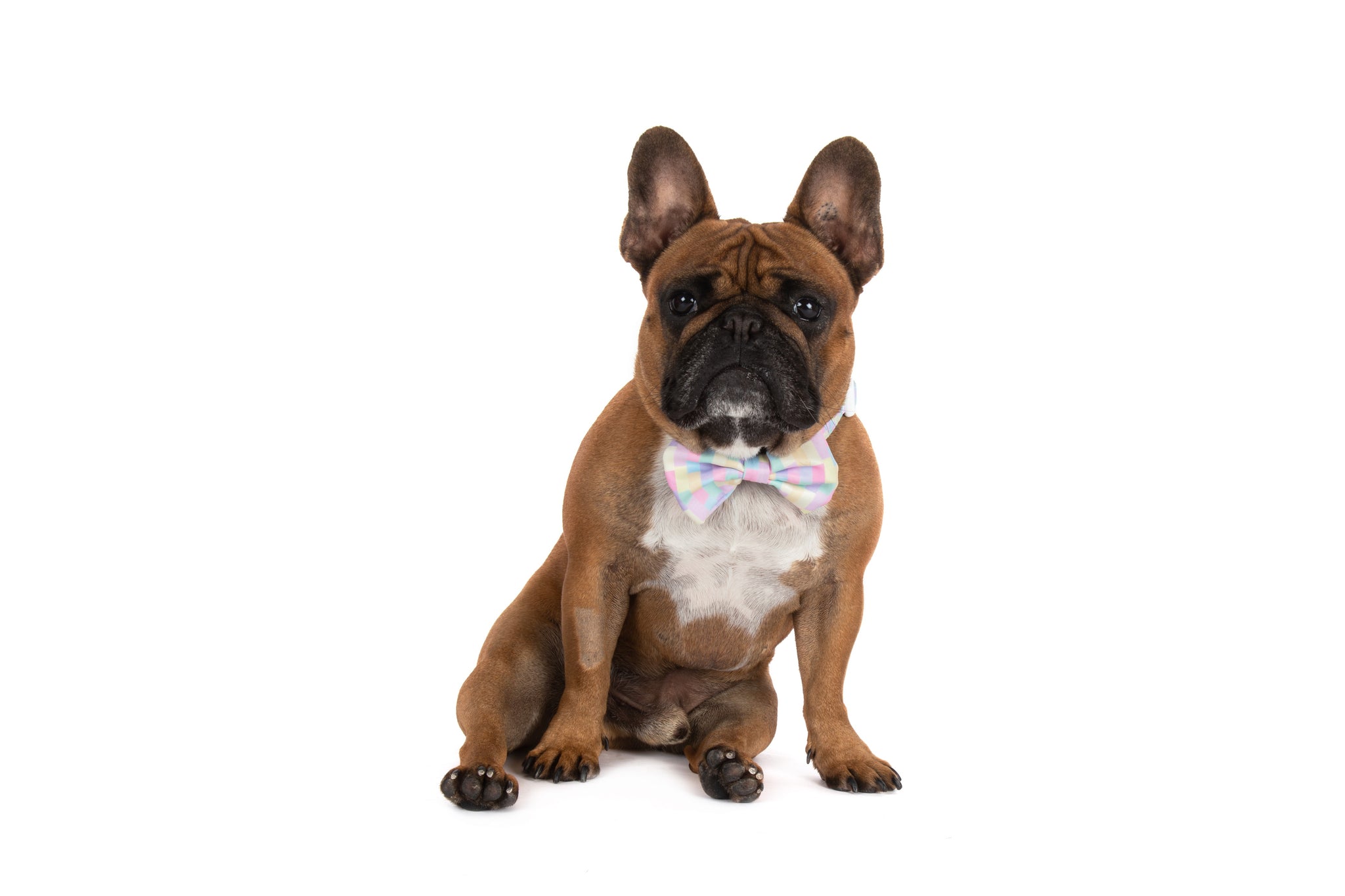 DOG COLLAR (+ BOW TIE option): Gelato