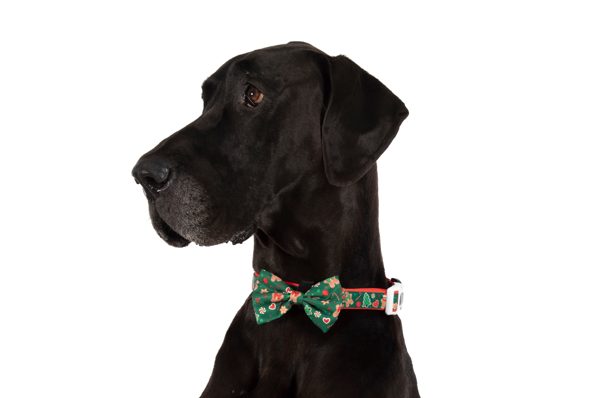 DOG COLLAR (+ BOW TIE option): Gingerbread Cutie