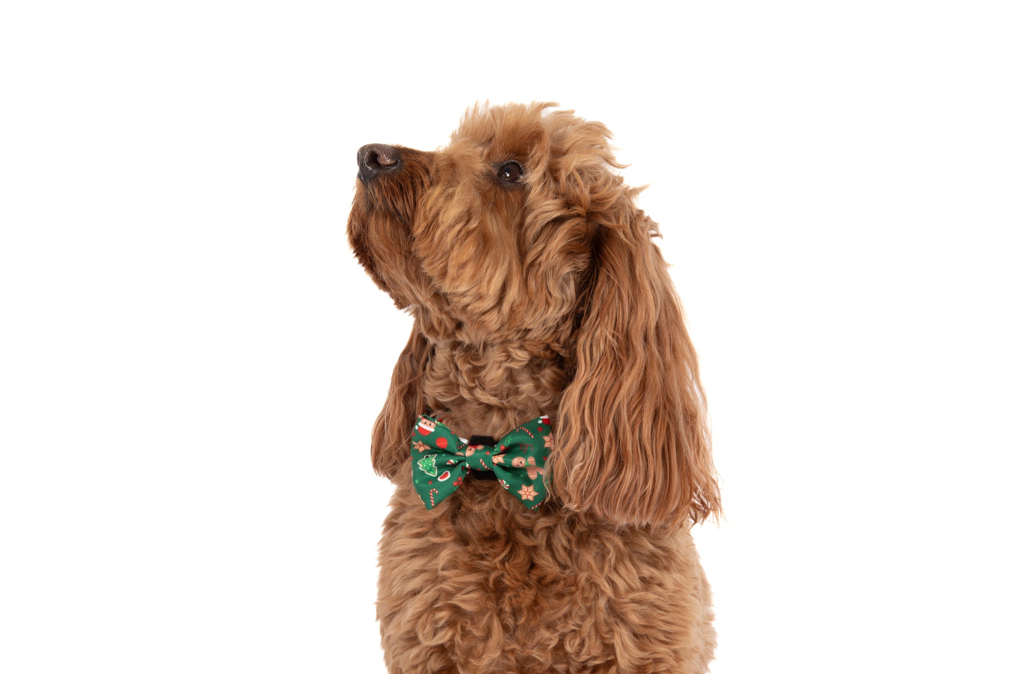 DOG COLLAR (+ BOW TIE option): Gingerbread Cutie
