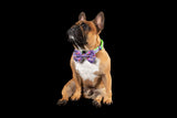 DOG COLLAR & BOW TIE: Haunted Hound {FINAL SALE}