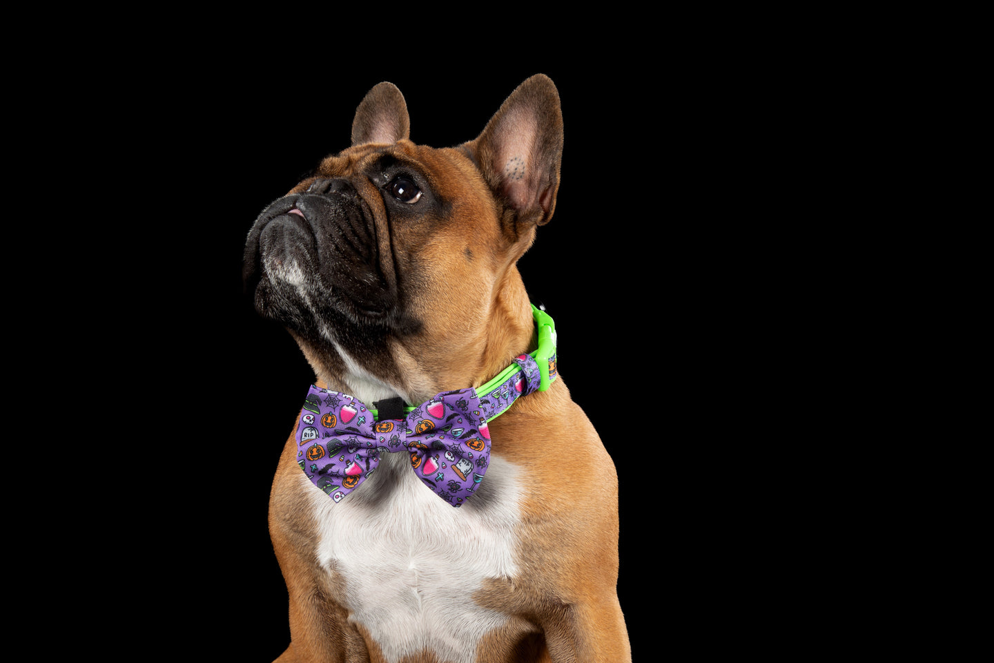 DOG COLLAR & BOW TIE: Haunted Hound {FINAL SALE}