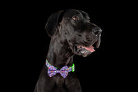 DOG COLLAR & BOW TIE: Haunted Hound {FINAL SALE}