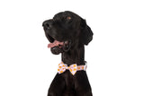 DOG COLLAR & BOW TIE: I Flippin' Love You {FINAL SALE}