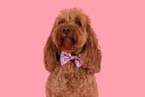 DOG COLLAR & BOW TIE: I Woof You {FINAL SALE}