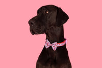 DOG COLLAR & BOW TIE: I Woof You {FINAL SALE}