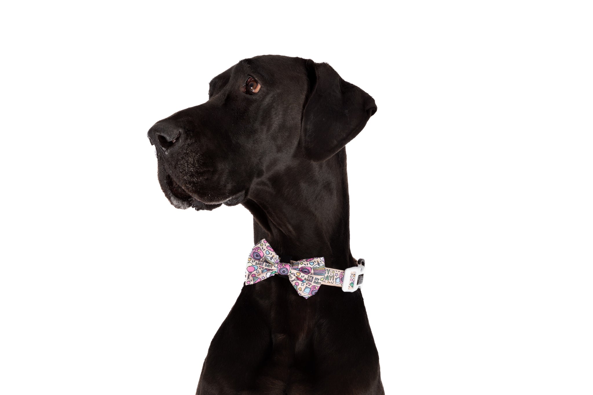 DOG COLLAR (+ BOW TIE option): It's My Bark Day