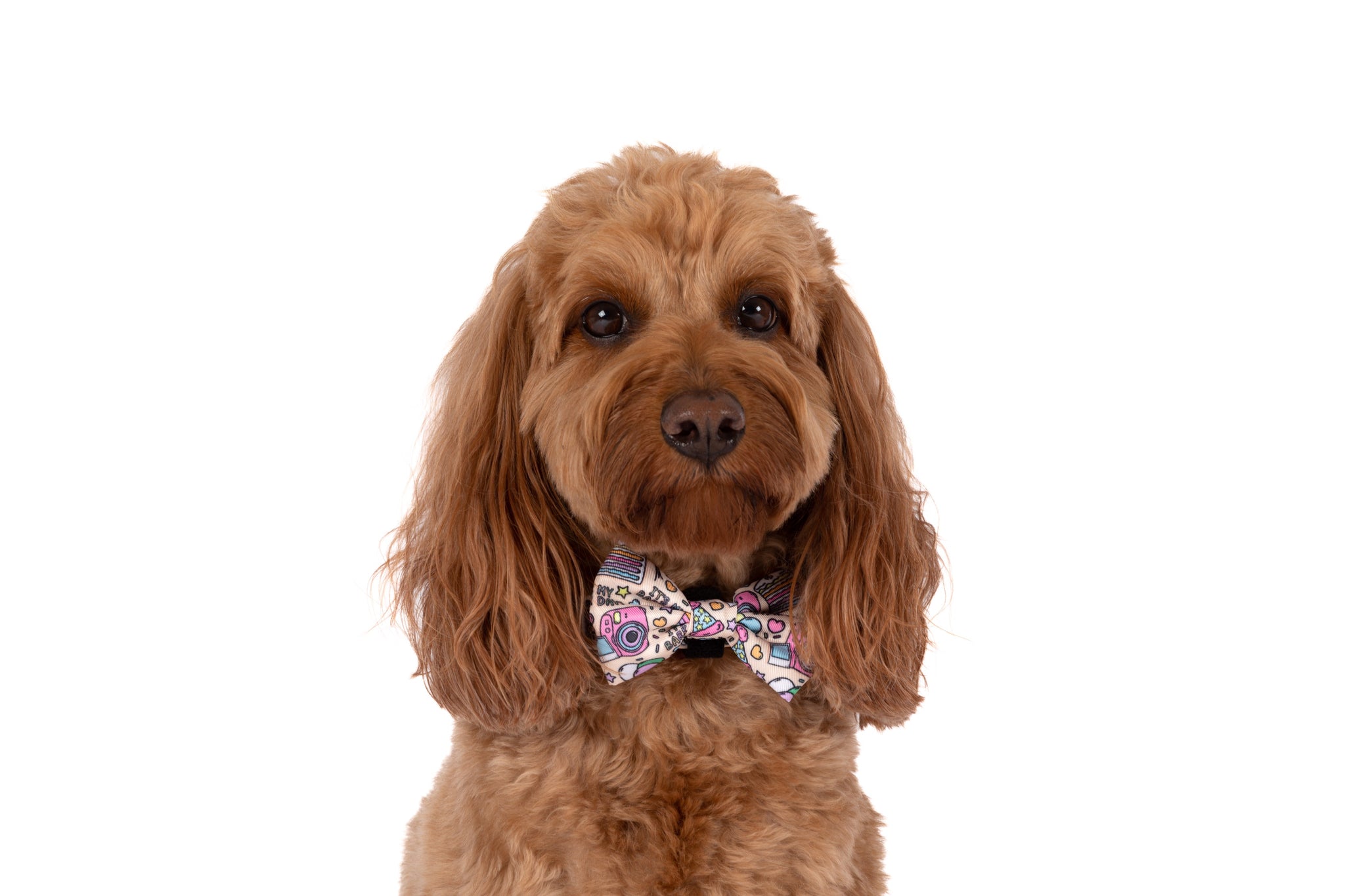 DOG COLLAR (+ BOW TIE option): It's My Bark Day