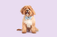 Dog Collar and Bow Tie Lil Angel Blue Stars Clouds