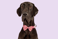 Dog Collar and Bow Tie Lil Devil Red Stars Flames Hearts