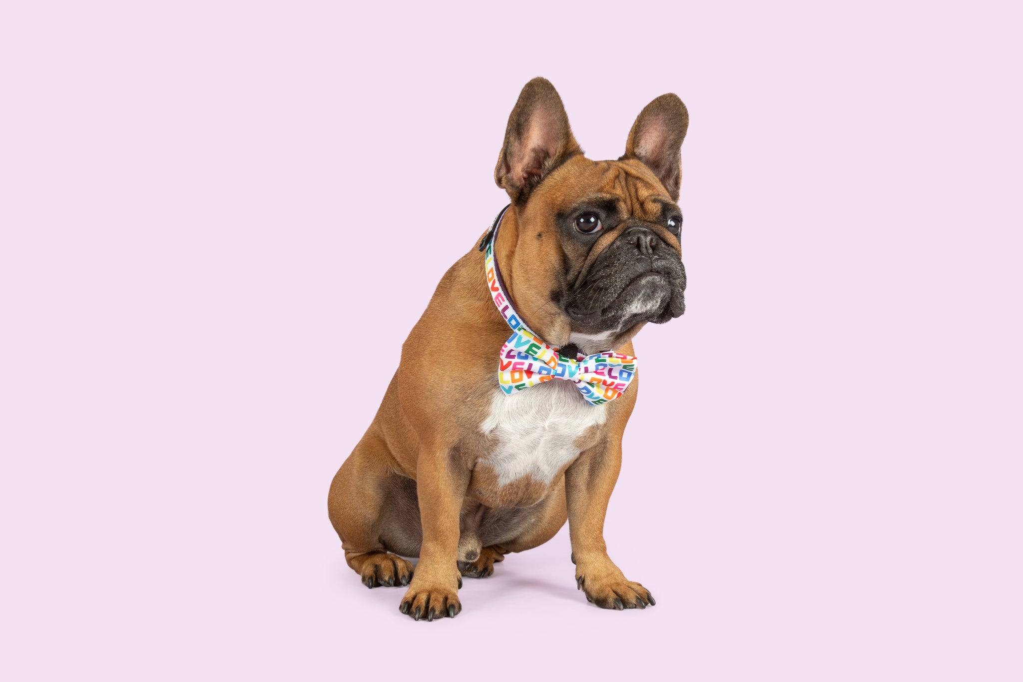 DOG COLLAR & BOW TIE:Love Wins {FINAL SALE}