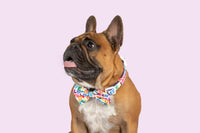 DOG COLLAR & BOW TIE:Love Wins {FINAL SALE}