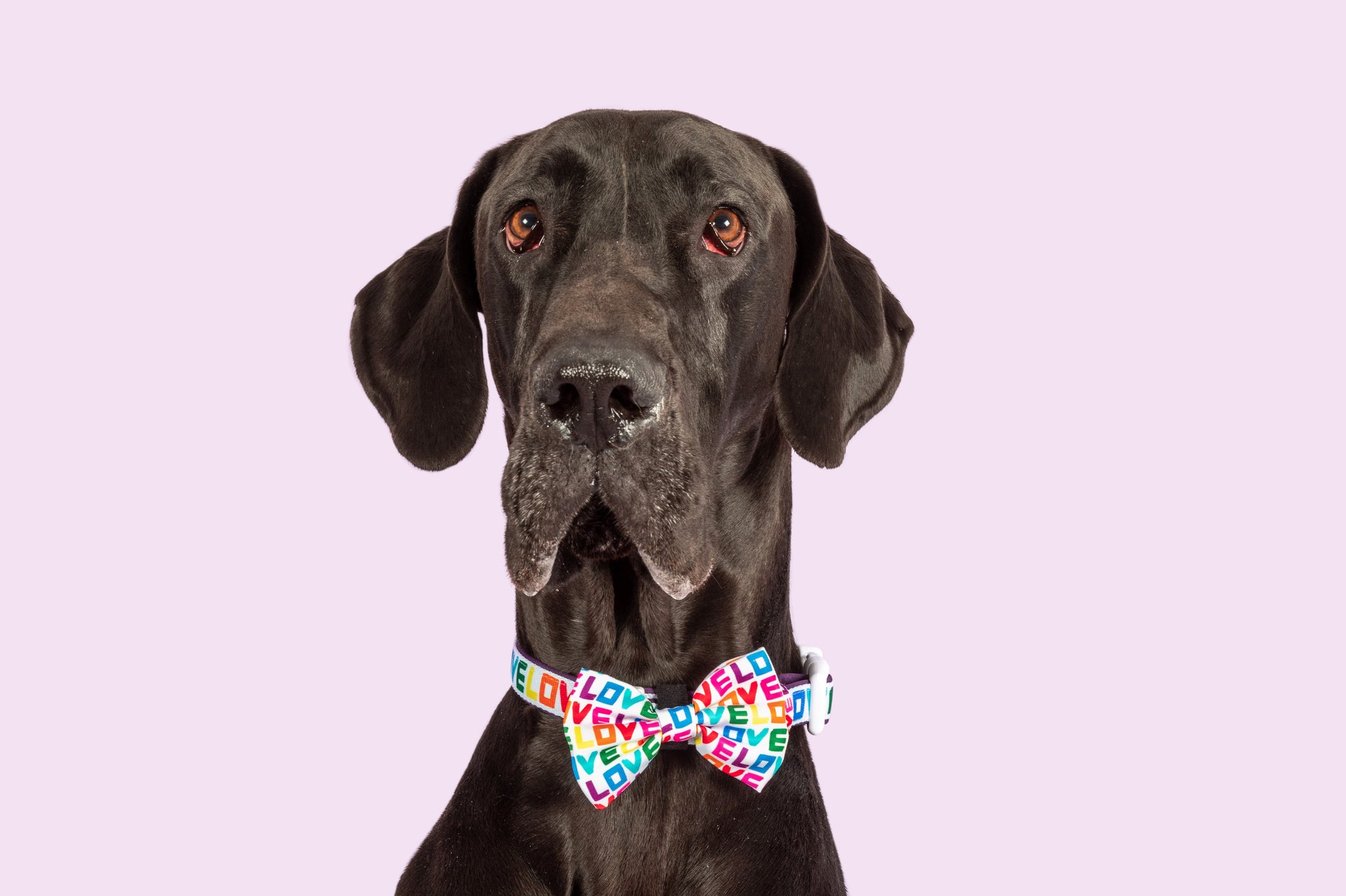 DOG COLLAR & BOW TIE:Love Wins {FINAL SALE}