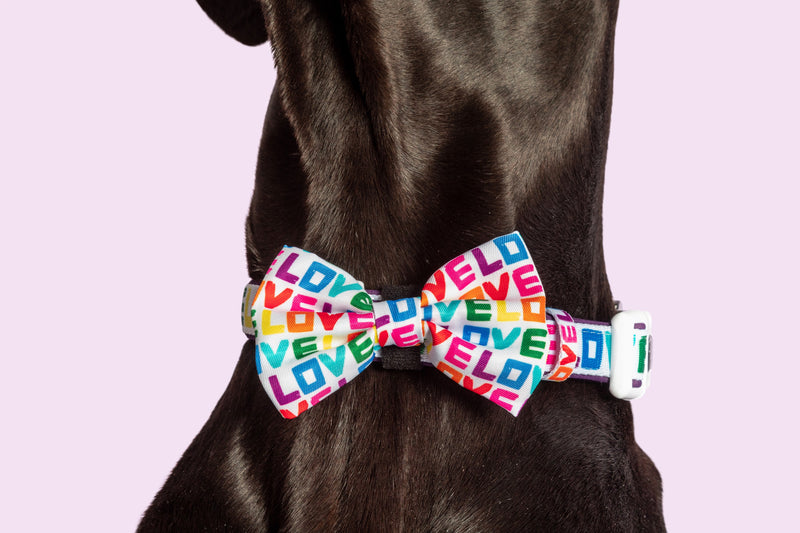 DOG COLLAR & BOW TIE: Love Wins