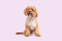 DOG COLLAR & BOW TIE:Love Wins {FINAL SALE}