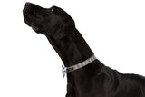 DOG COLLAR (+ BOW TIE option): Nova Plaid