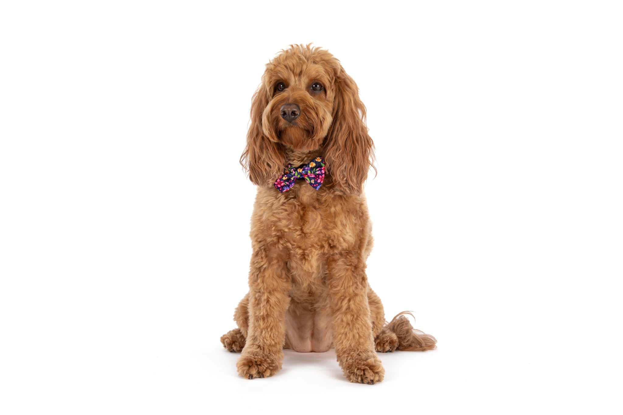 DOG COLLAR (+ BOW TIE option): Petal Paradise