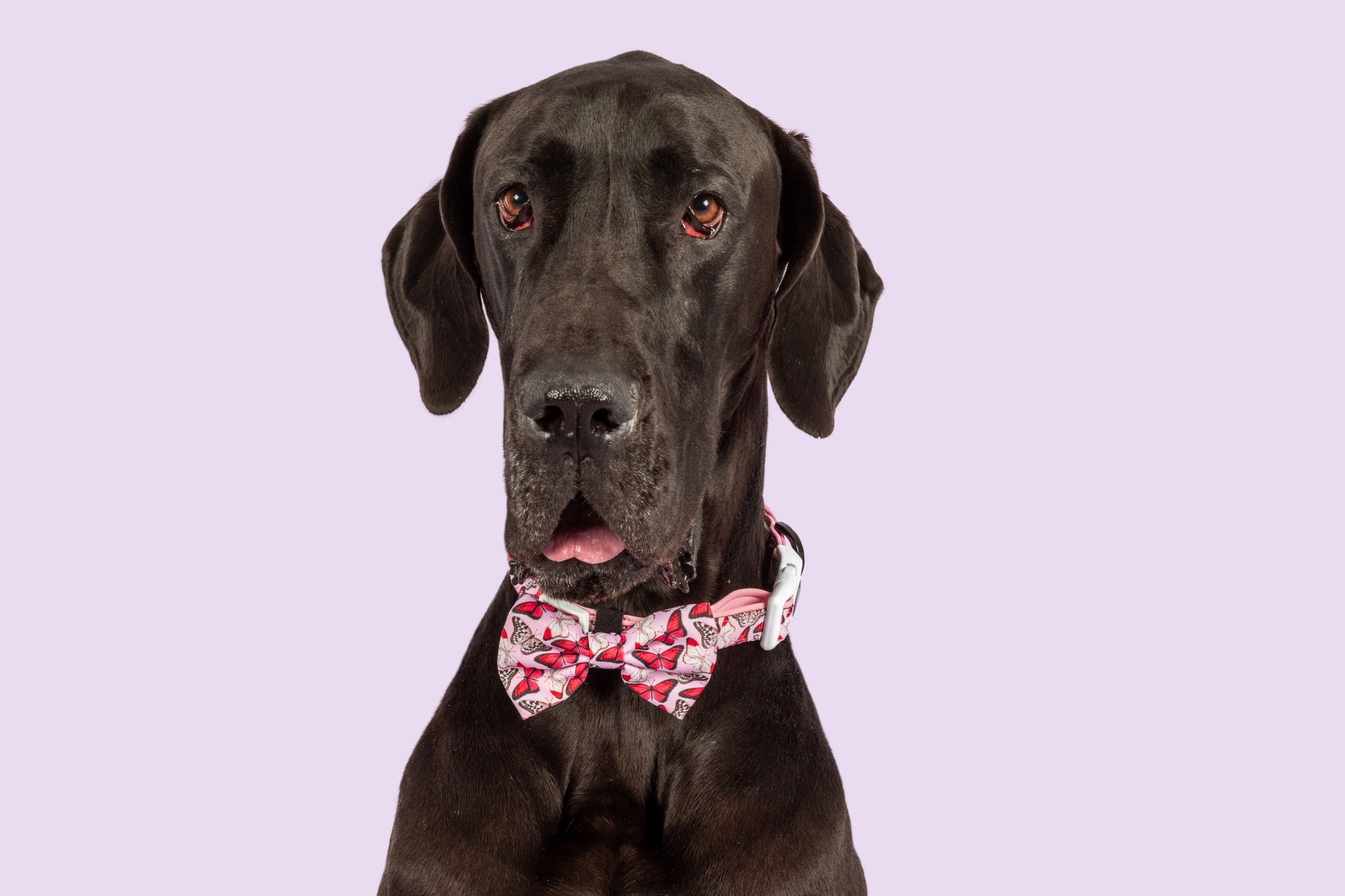 Dog Collar and Bow Tie Pretty Lil Butterfly Wings Pink Red White